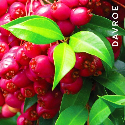 Увлажняющий шампунь для волос DAVROE Moisture Senses Hydrating Shampoo 325 мл